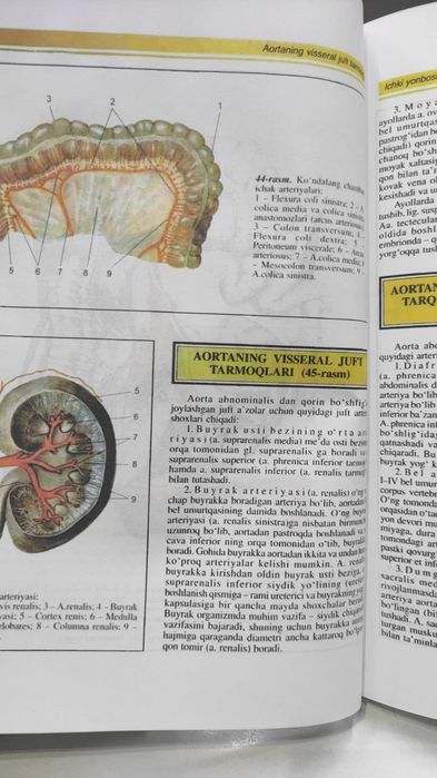 Odam anatomiyasi - Ahmedov ikki jildli.