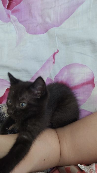 Отдам котенка в добрые руки