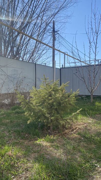 Молодая ёлка 3шт