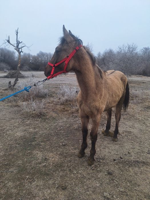 Продам кабылку  рысачьку