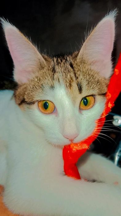 Сладкие котятки. Привитые