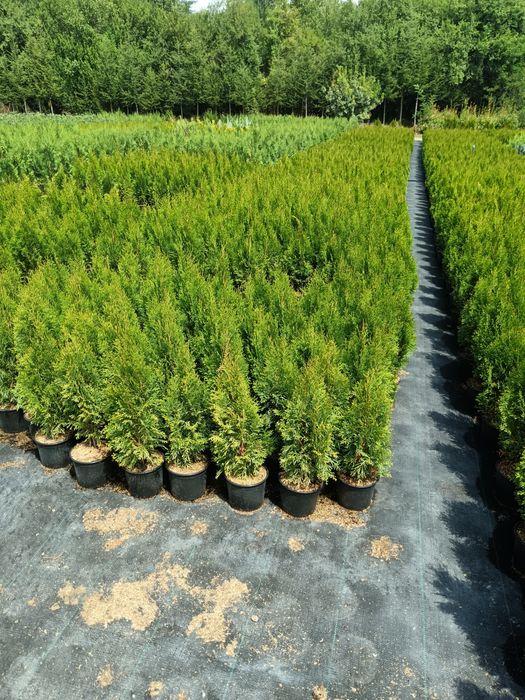 Туя смарагд цена 7 лв брой