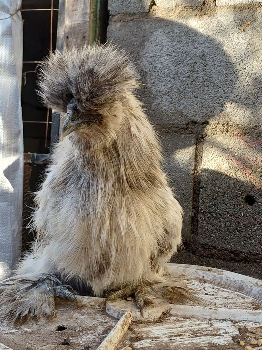 Шелкоаые куры продам