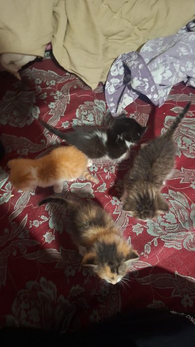 Срочно отдам котят