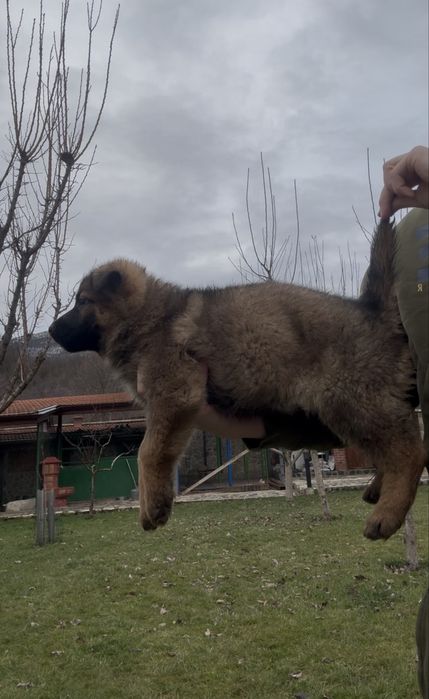 Чистокръвни Немски Овчарки
