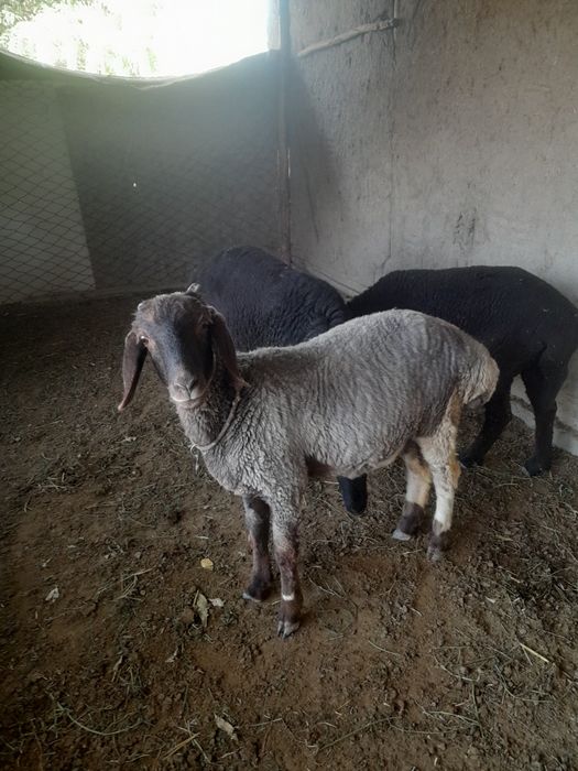 Барра мода кечки