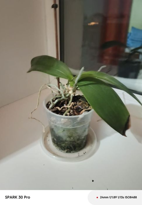 Продам орхидеи..