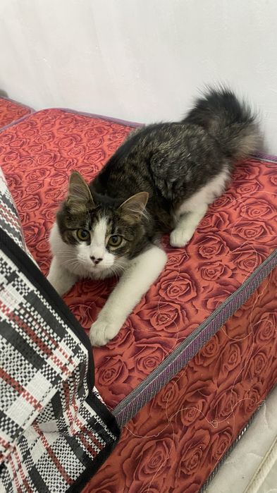 Кошка мальчик 7 месяцев