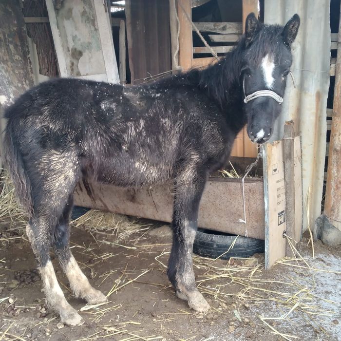 тай сатыладыыыы!