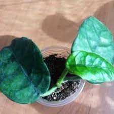 Хойи,  разные сорта