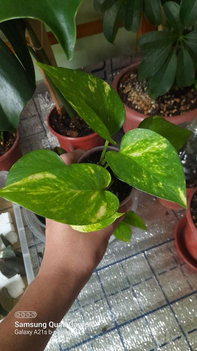 Stendapsus juda gòzal стиндапсус