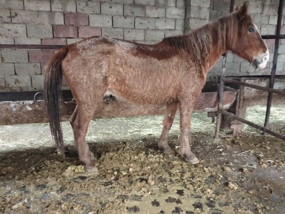 Буаз бие Багасы 750000