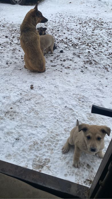 Щенки в добрые руки