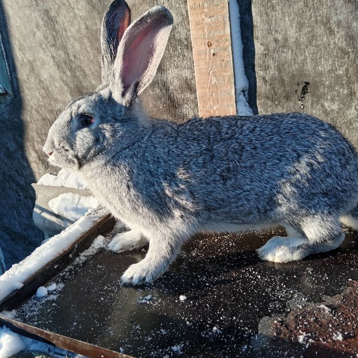 Продам крола и кролиху