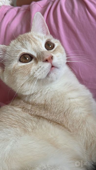 Котенок 5 месяцев