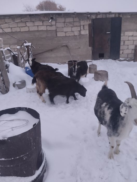 Продам коз альпийские