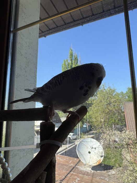 Попугай выставочный