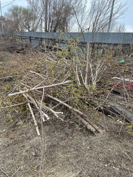 Отдам дрова бесплатно самовывоз