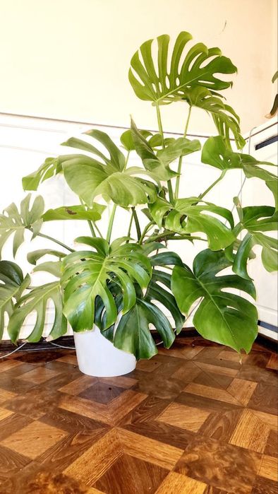 Цветок Монстера Гули