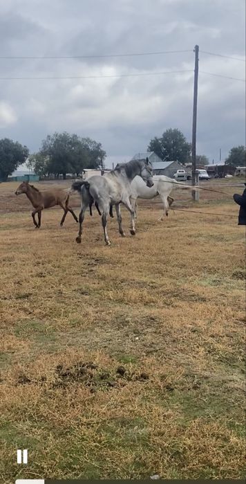 Жеребец  убучен ему будет семь лет