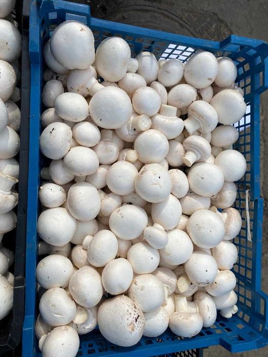Ciuperci Champignon Albe Direct De La Producator