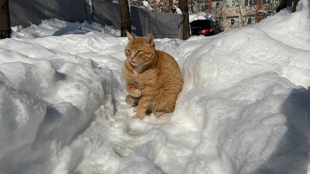 Galbioara, pisica de 7 ani, sterilizata