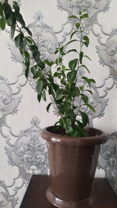 Дерево мандарина