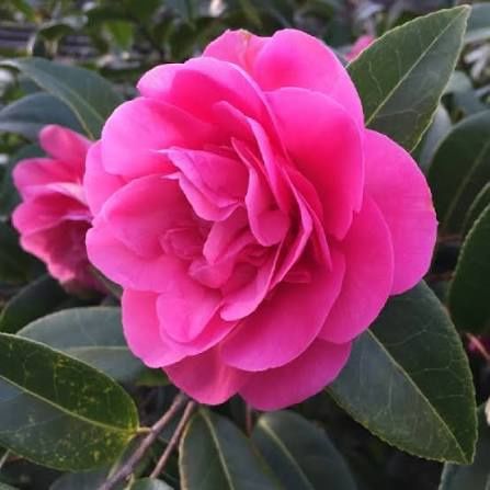 Camelie diverse culori