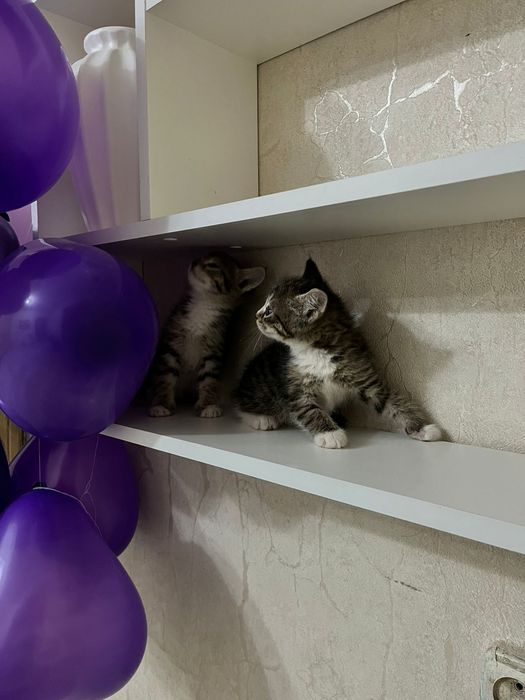 Дарим радость в дом!