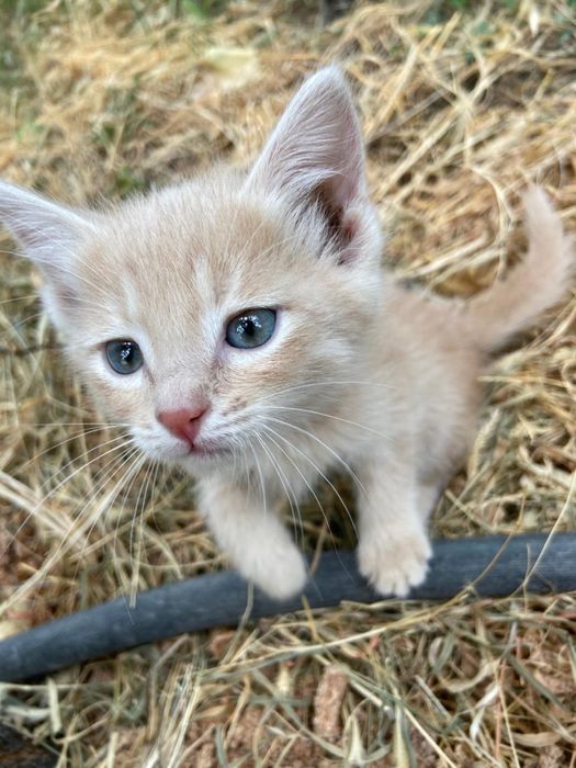 Котик в добрые руки