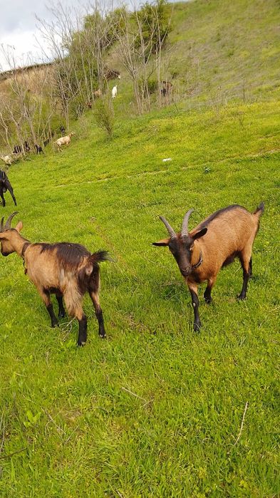 Doua căprițe si un țap