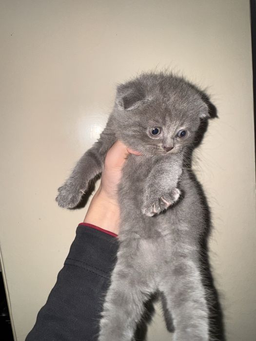 Бритиш фолд котята