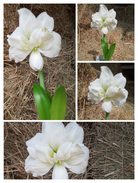 Гипеаструм, детки.