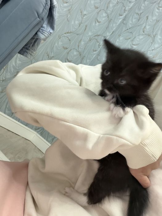 Отдаем котят в добрые руки