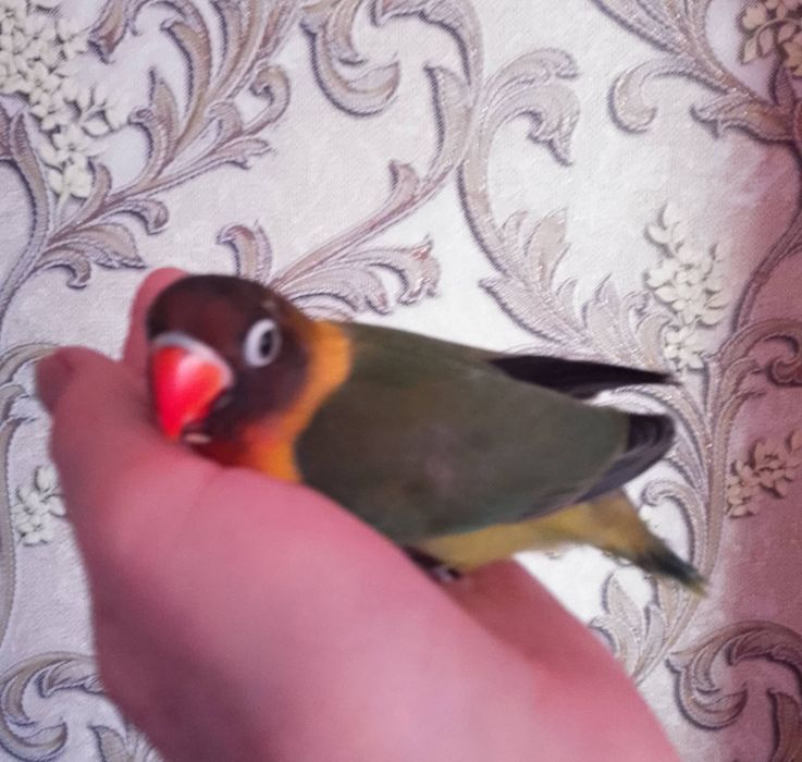 Неразлучники малыши местные