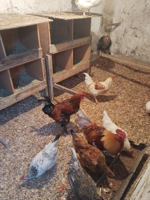 Продам молодых петухов