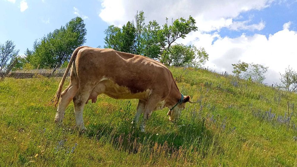 Vaca,juninca gestante  si vitei de vanzare