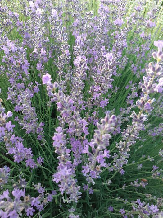 Ulei esential de lavanda, apa de lavanda