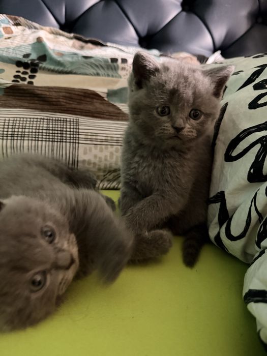 Британски късокосмести котета