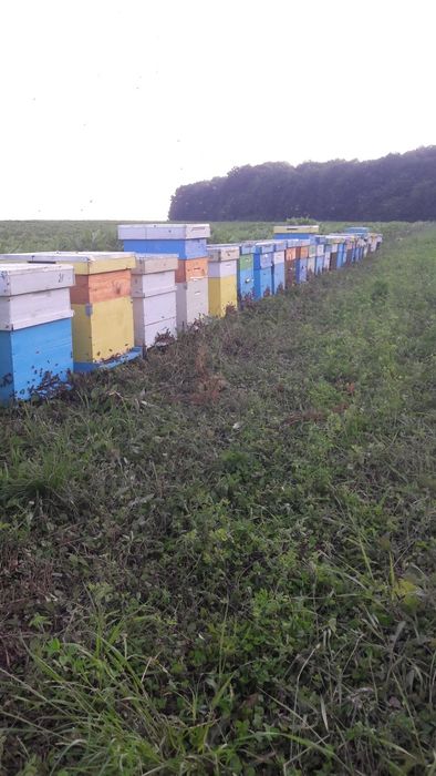 Vând familii albine pe 10 rame