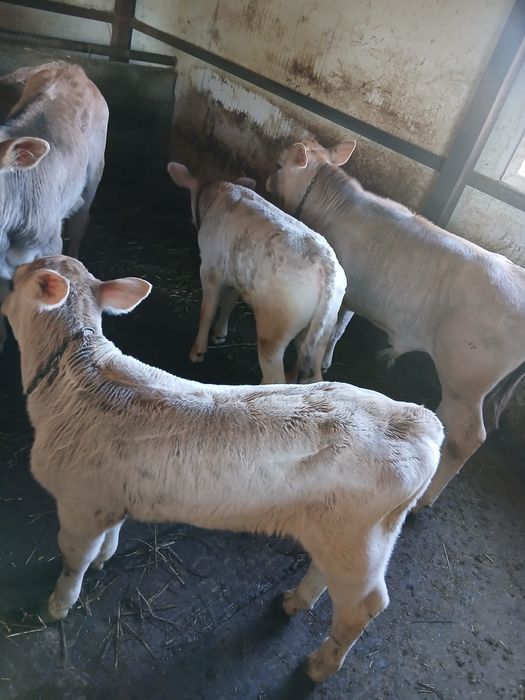 Vând vaca de 7 ani cu vițea , garantez 20 litri de lapte .