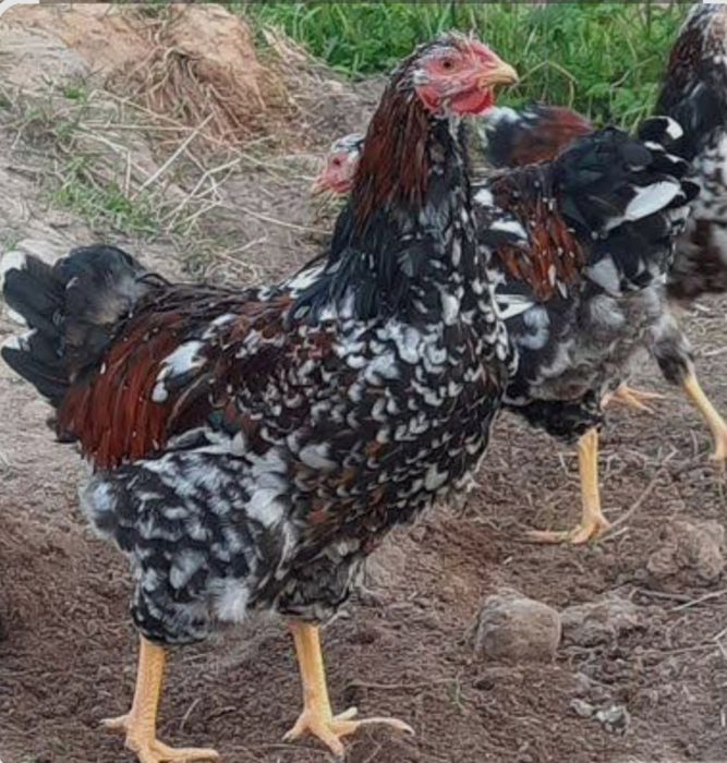 Инкубационный яйца