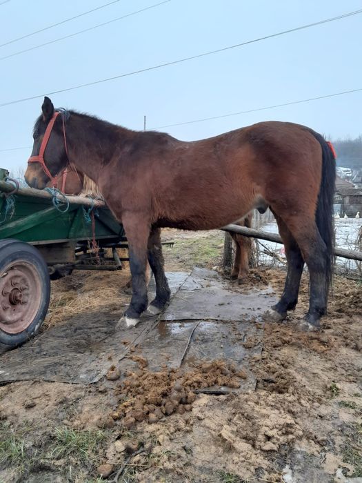 Vand cal 8 ani foarte cuminte