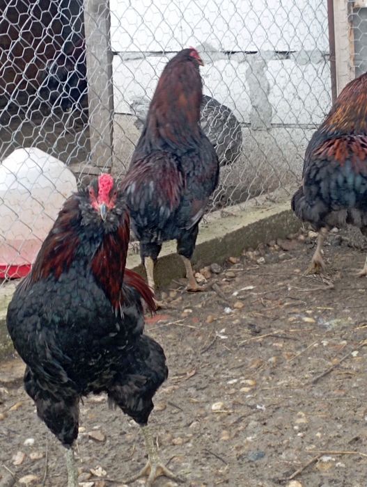 Cocoși araucana potârnichiu