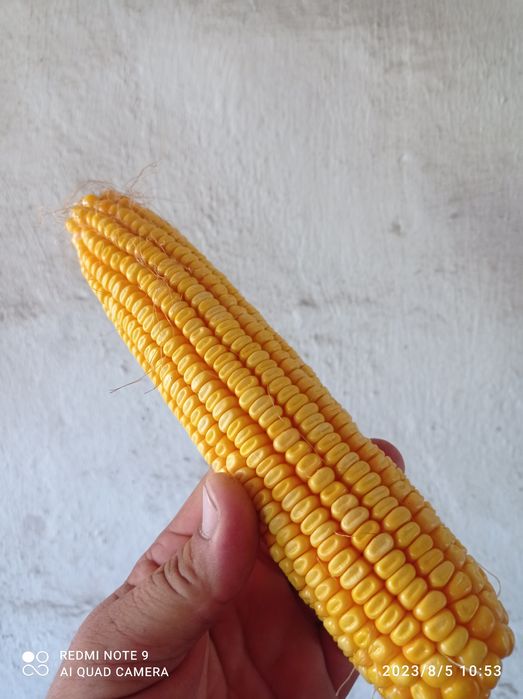 Erotik galereya jinsiy aloqa