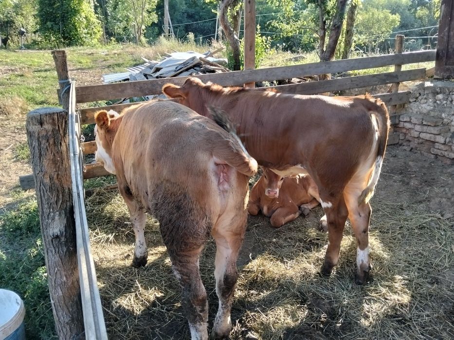 Vând vițelușe de 4 luni