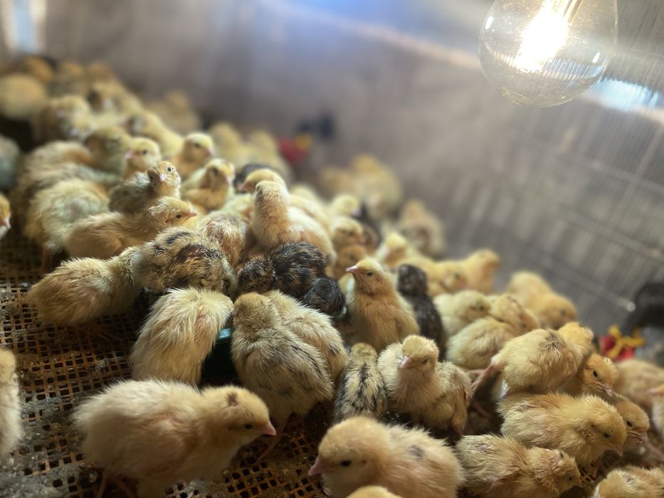 Vand pui de prepelite ( de 7 zile)