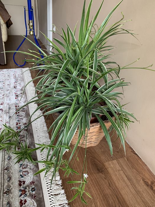 Ростения для сада и дома