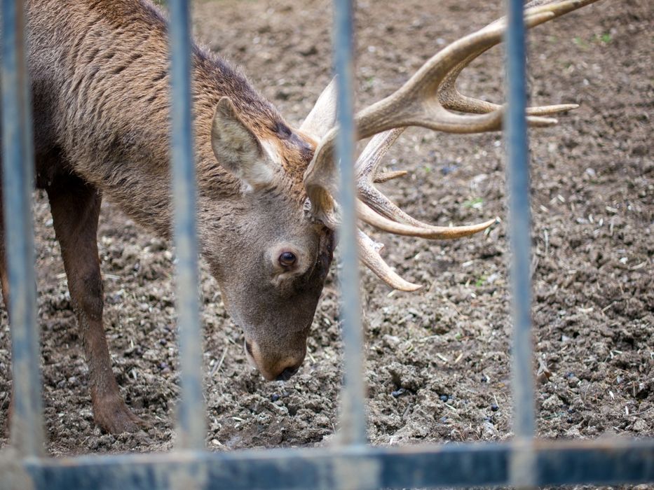 Портретен автофoкусен обектив 42.5 F.1.7 Olympus / Panasonic