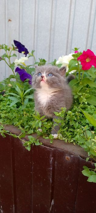 Продаются котята британчики.